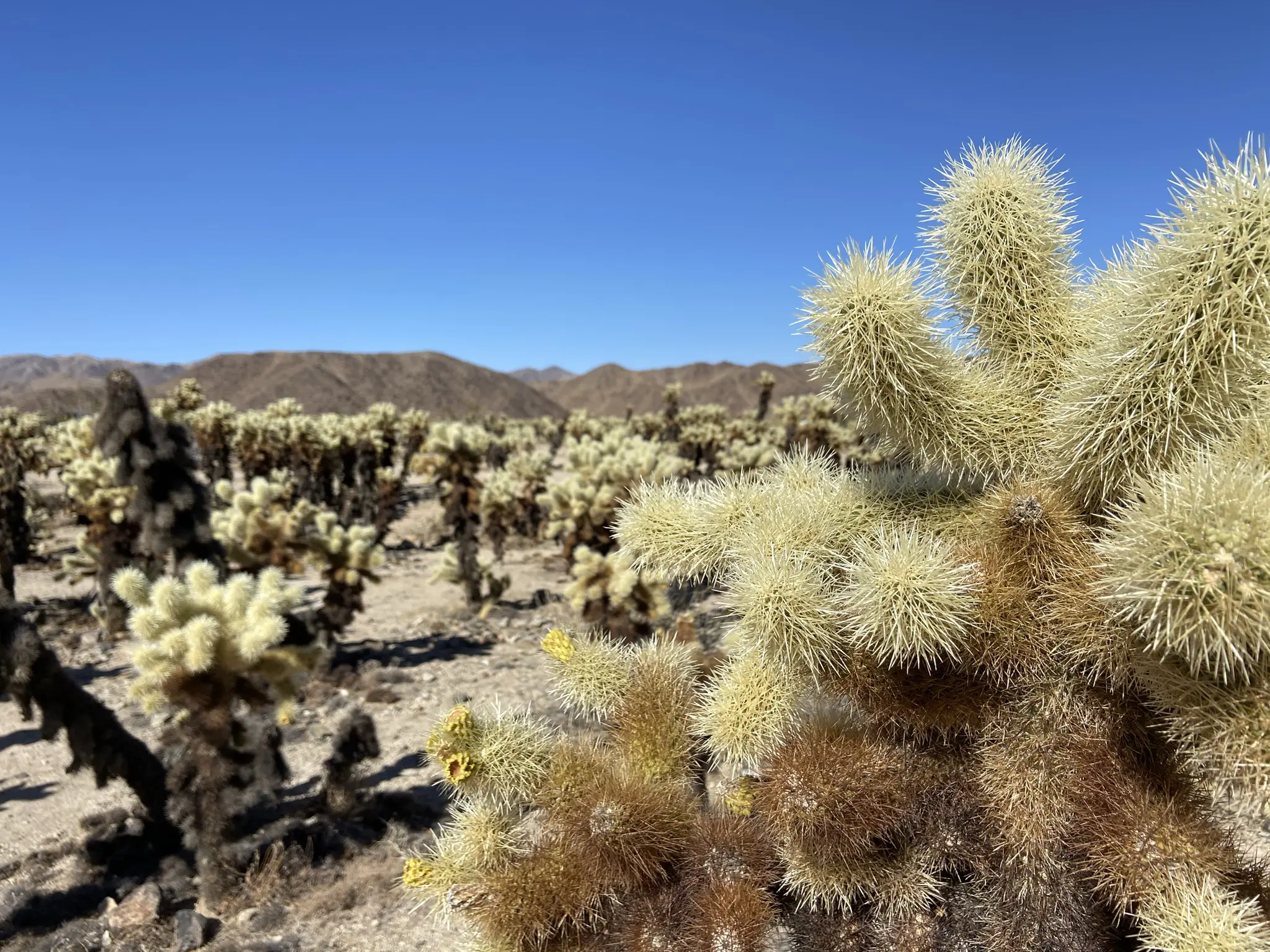 Joshua tree desert vegetation: Cholla Cactus