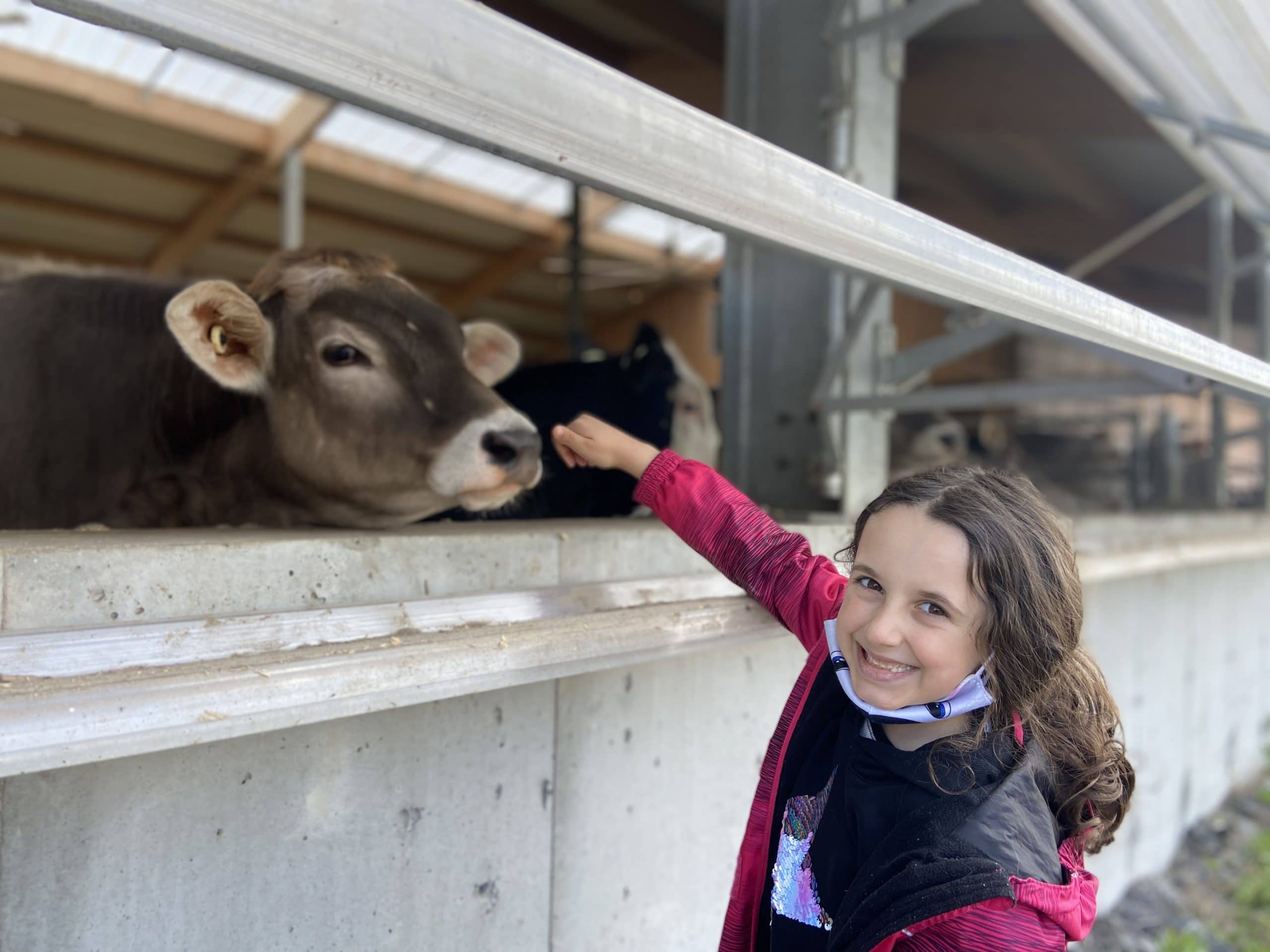 Young girl with a cow at a Québec dairy farm