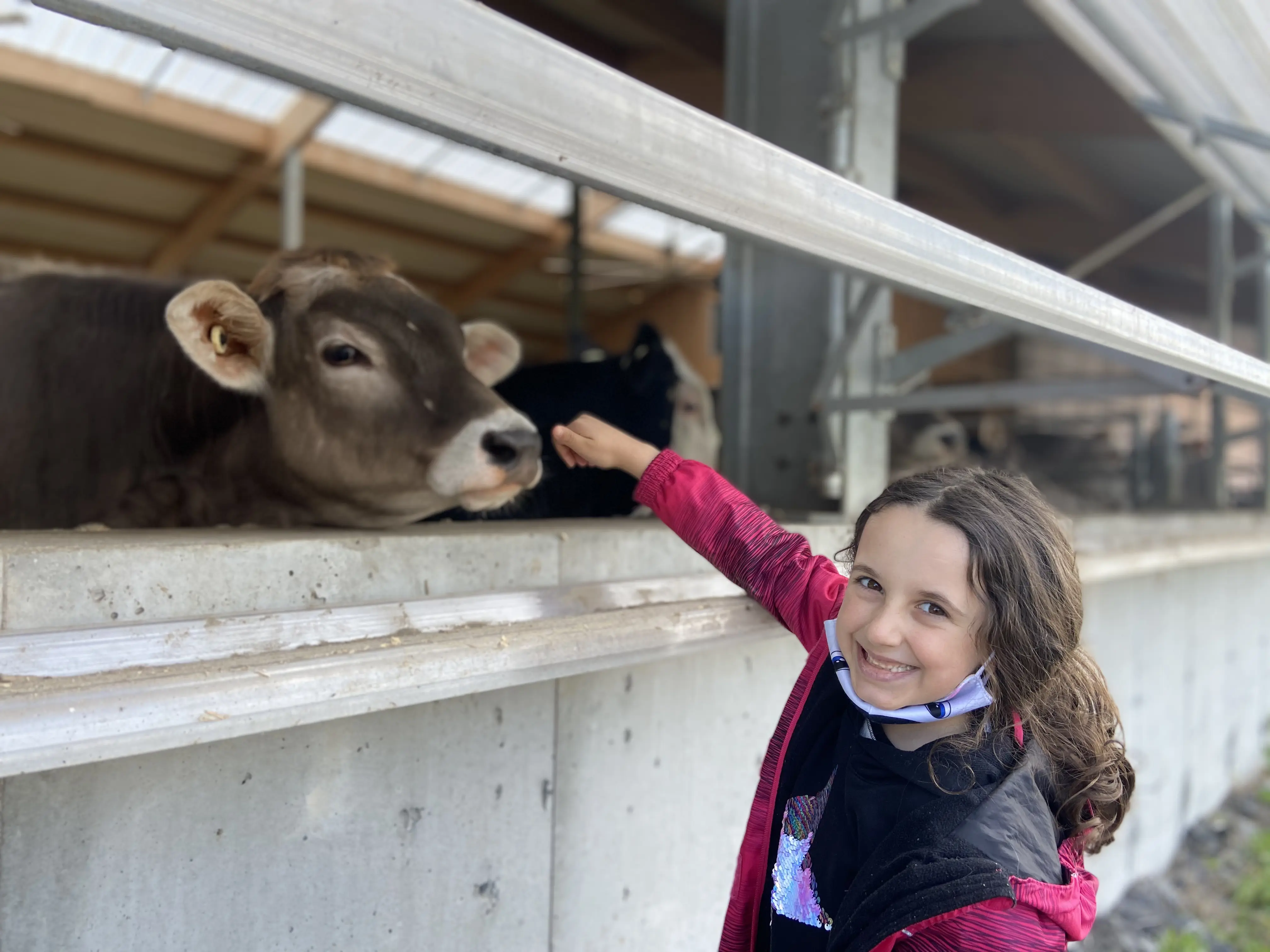 Young girl with a cow at a Québec dairy farm Young girl with a cow at a Québec dairy farm