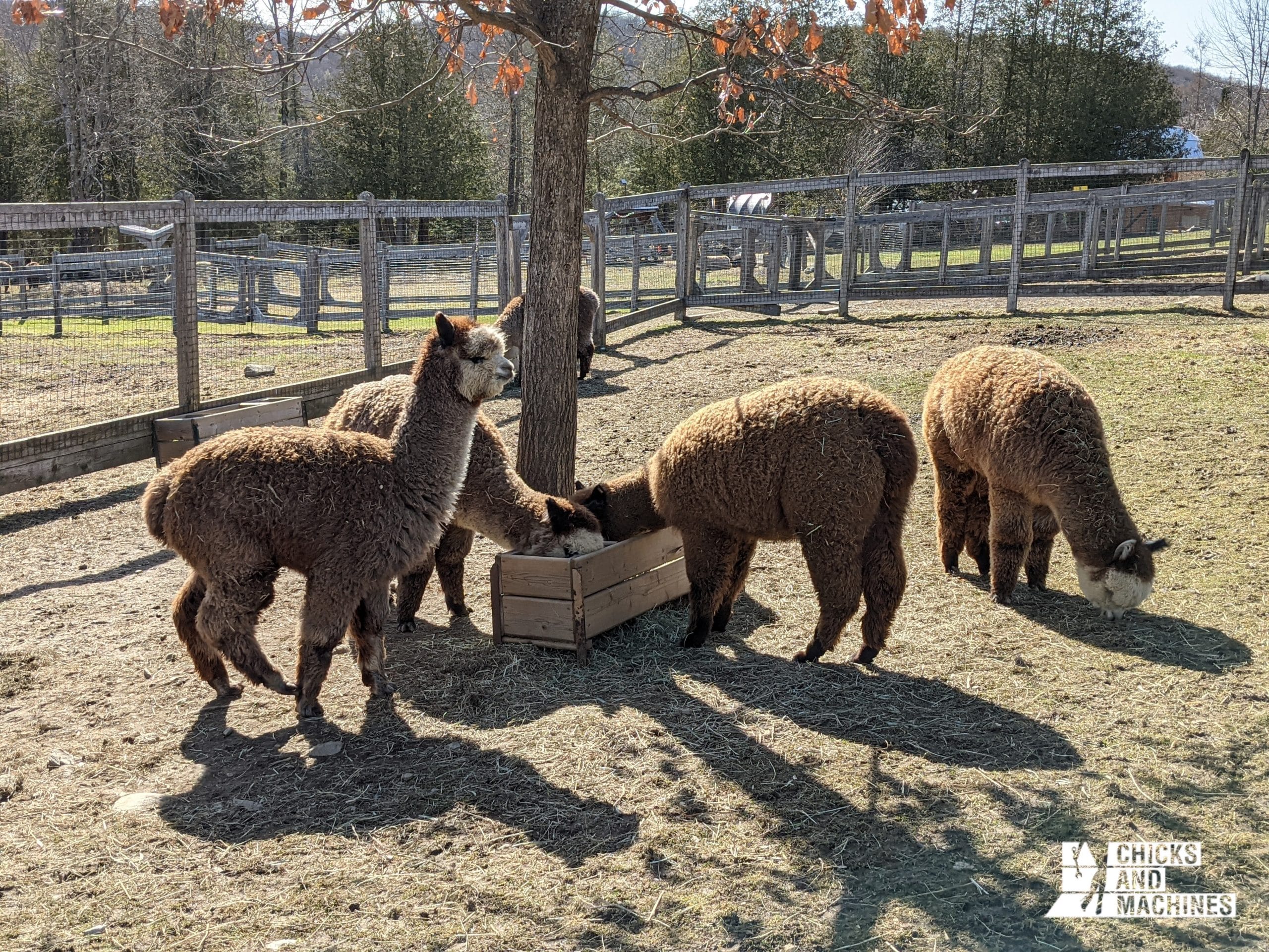 A road trip in the 2020 Honda Ridgeline Black Edition 10 A visit to our friends the alpacas!