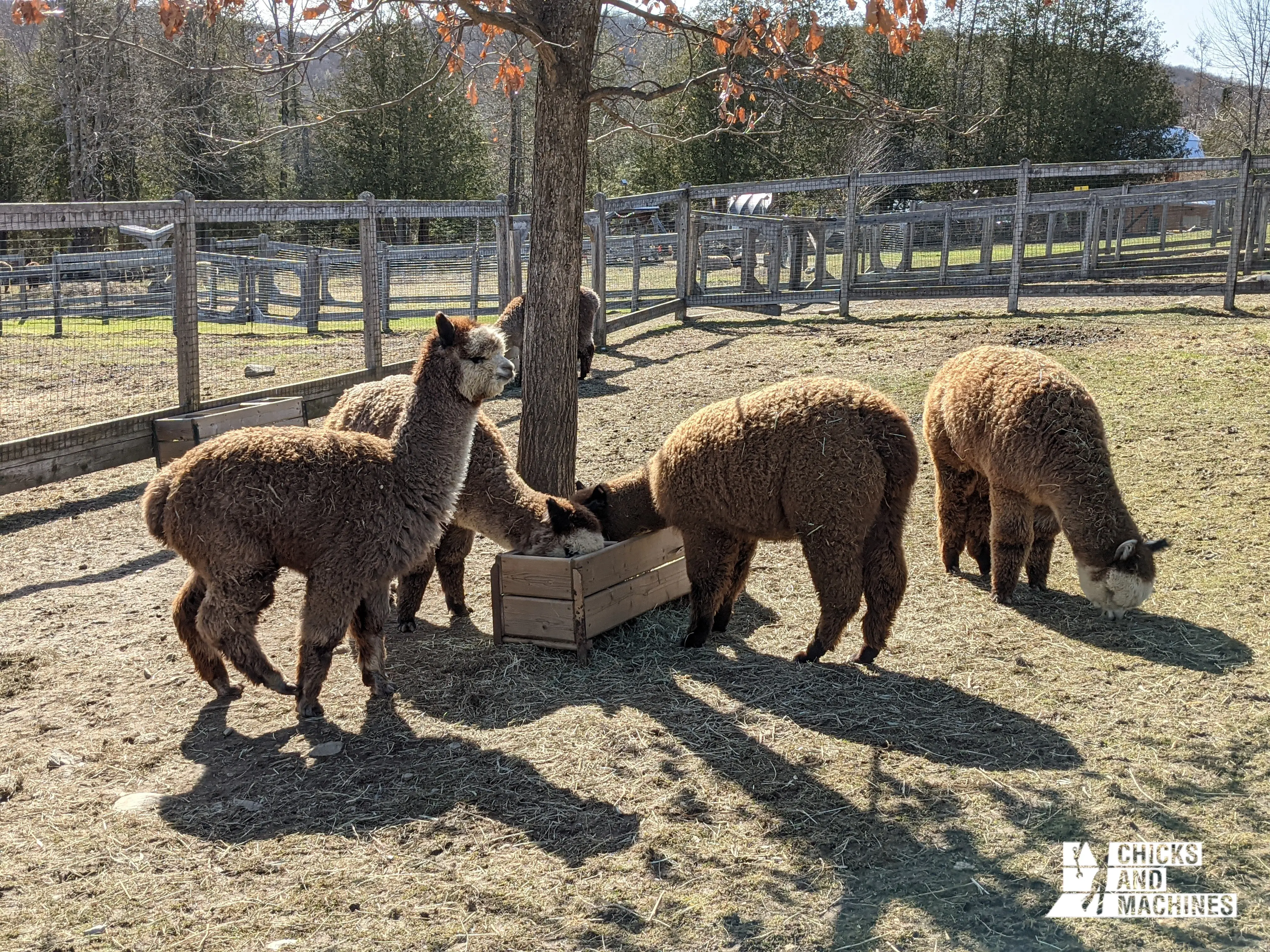 A visit to our friends the alpacas!