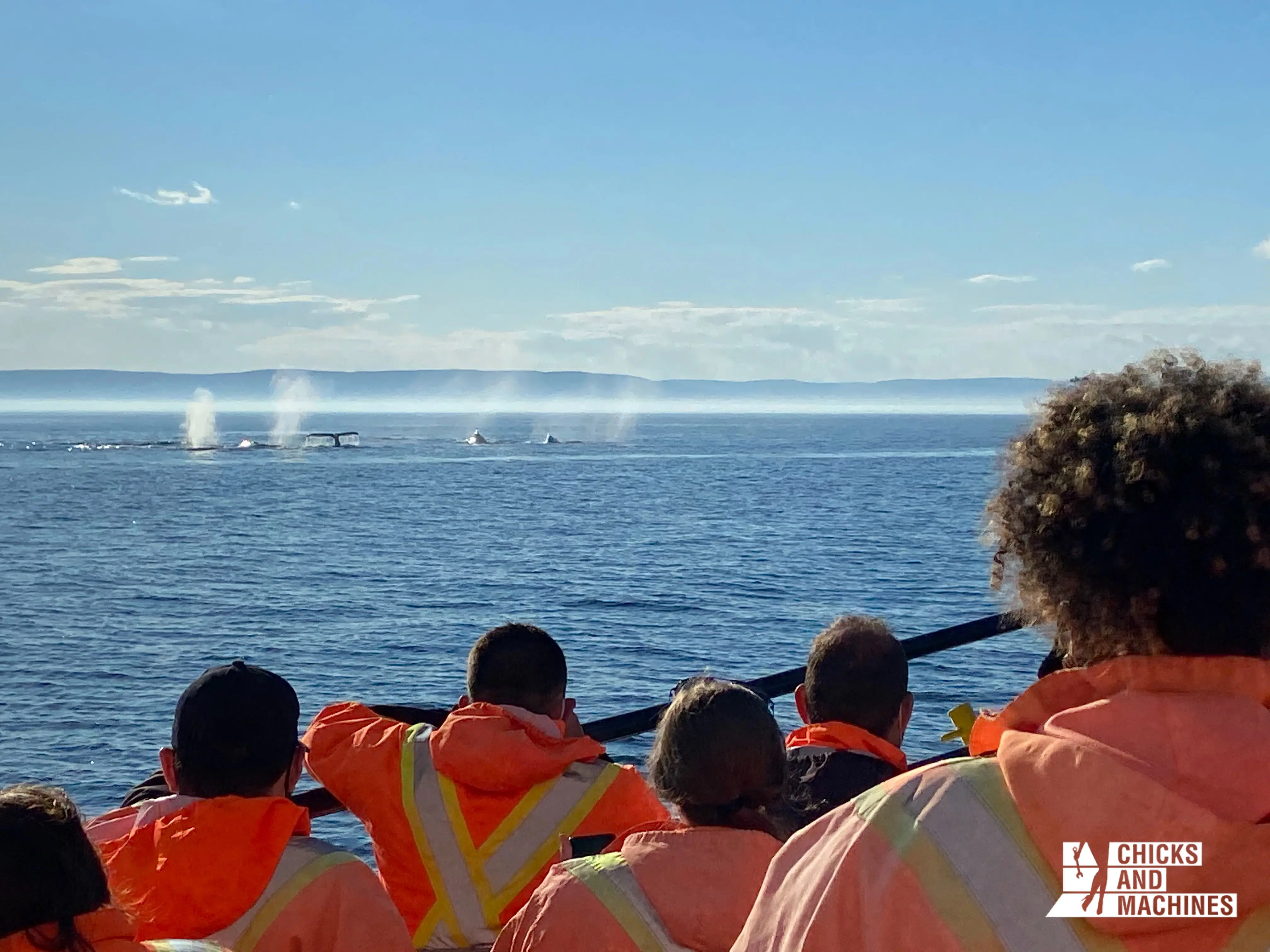 Habillez-vous chaudement pour l'observation des baleines !