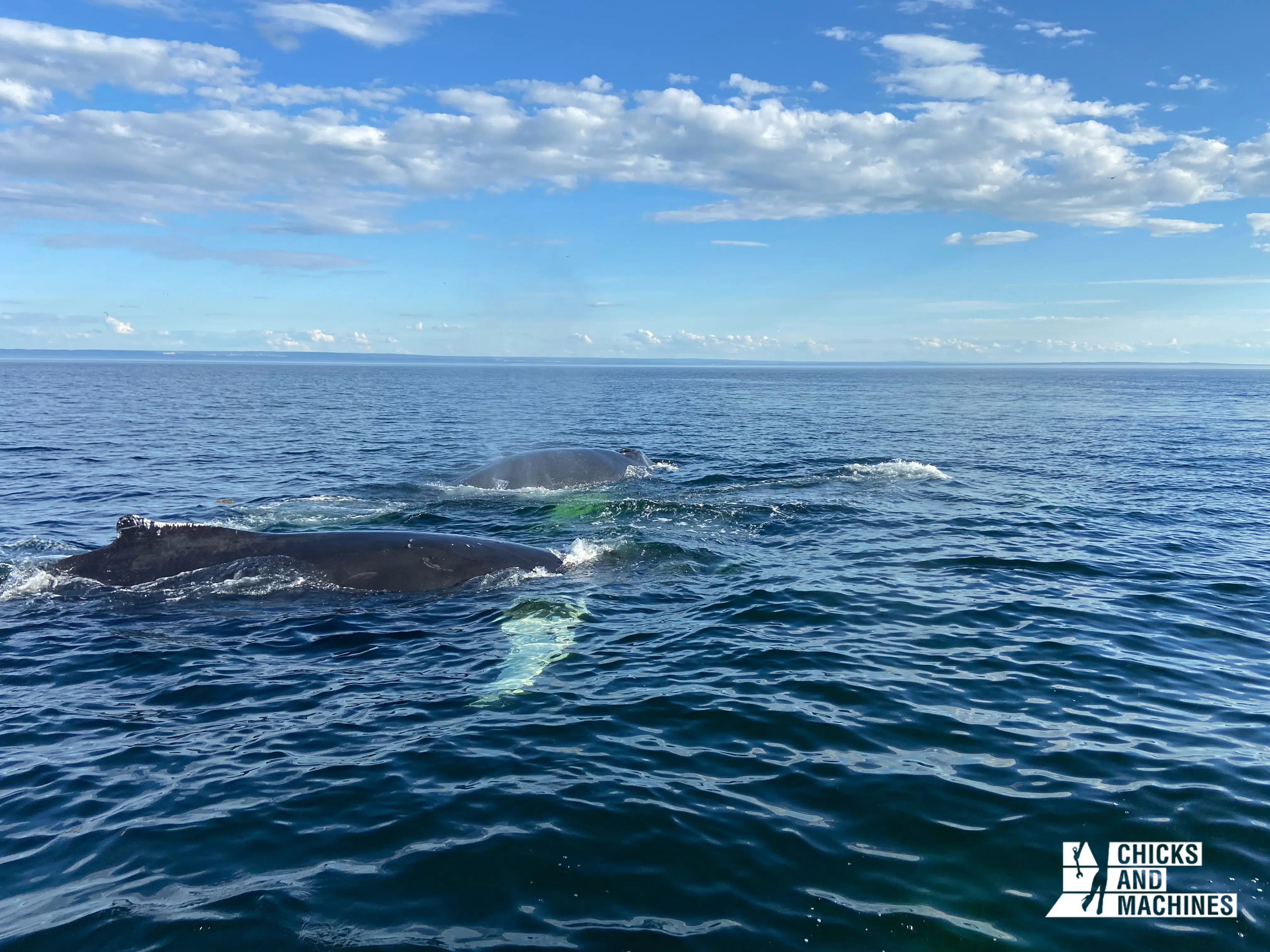 Nous sommes privilégiés de pouvoir observer des baleines à même le Fleuve Saint-Laurent