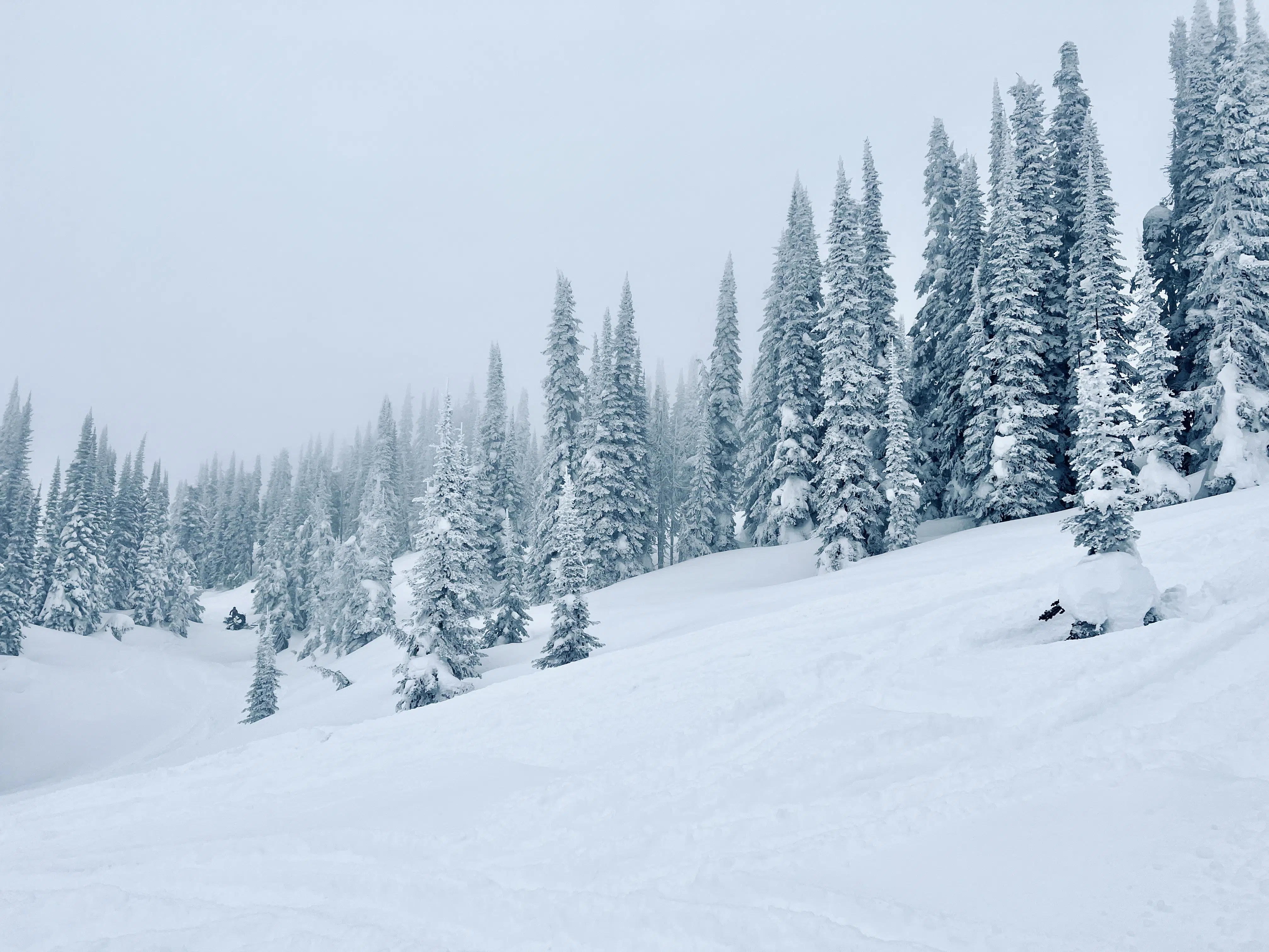 Sled Revelstoke BC terrain trees mountains