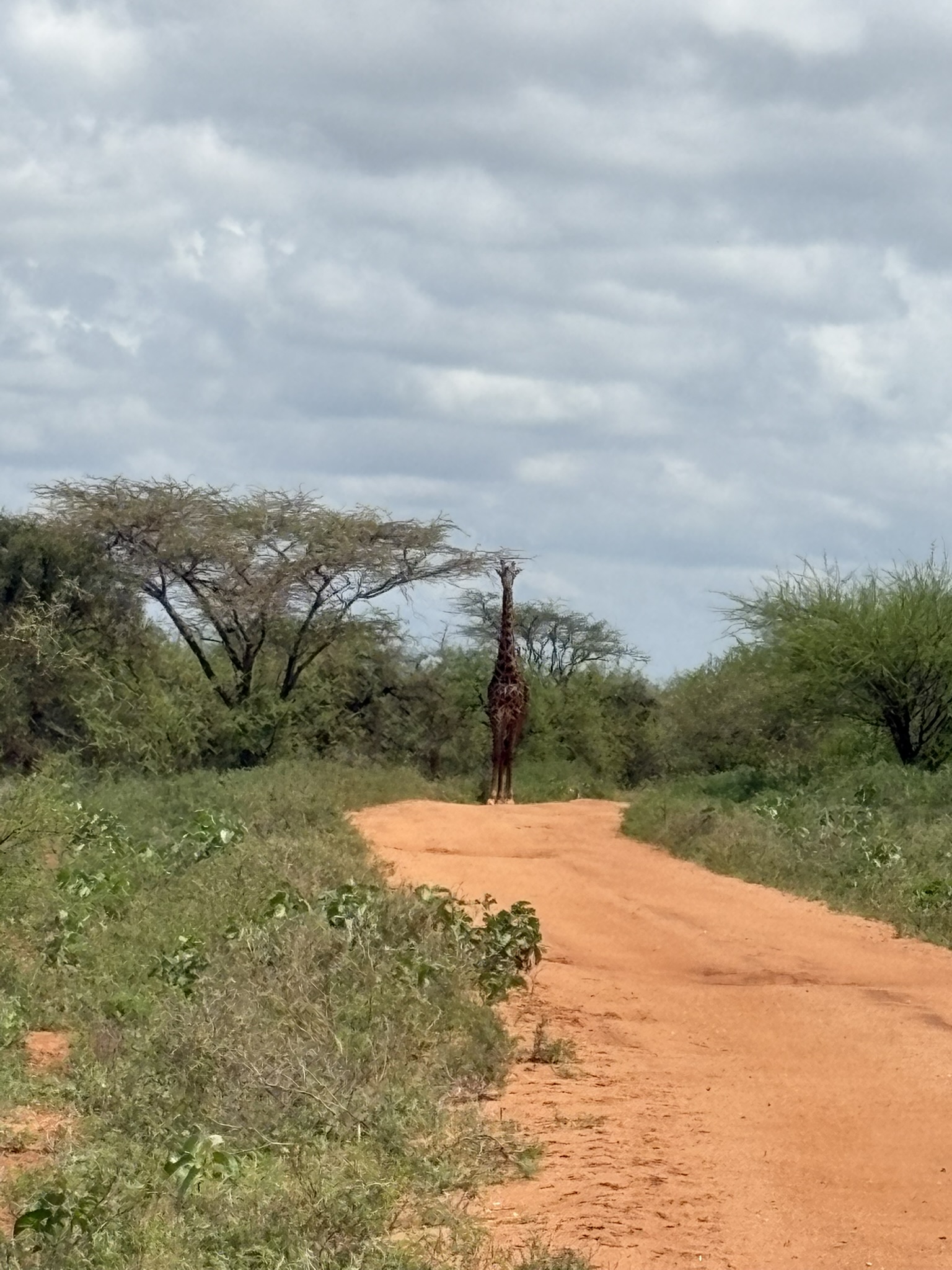 safari1
