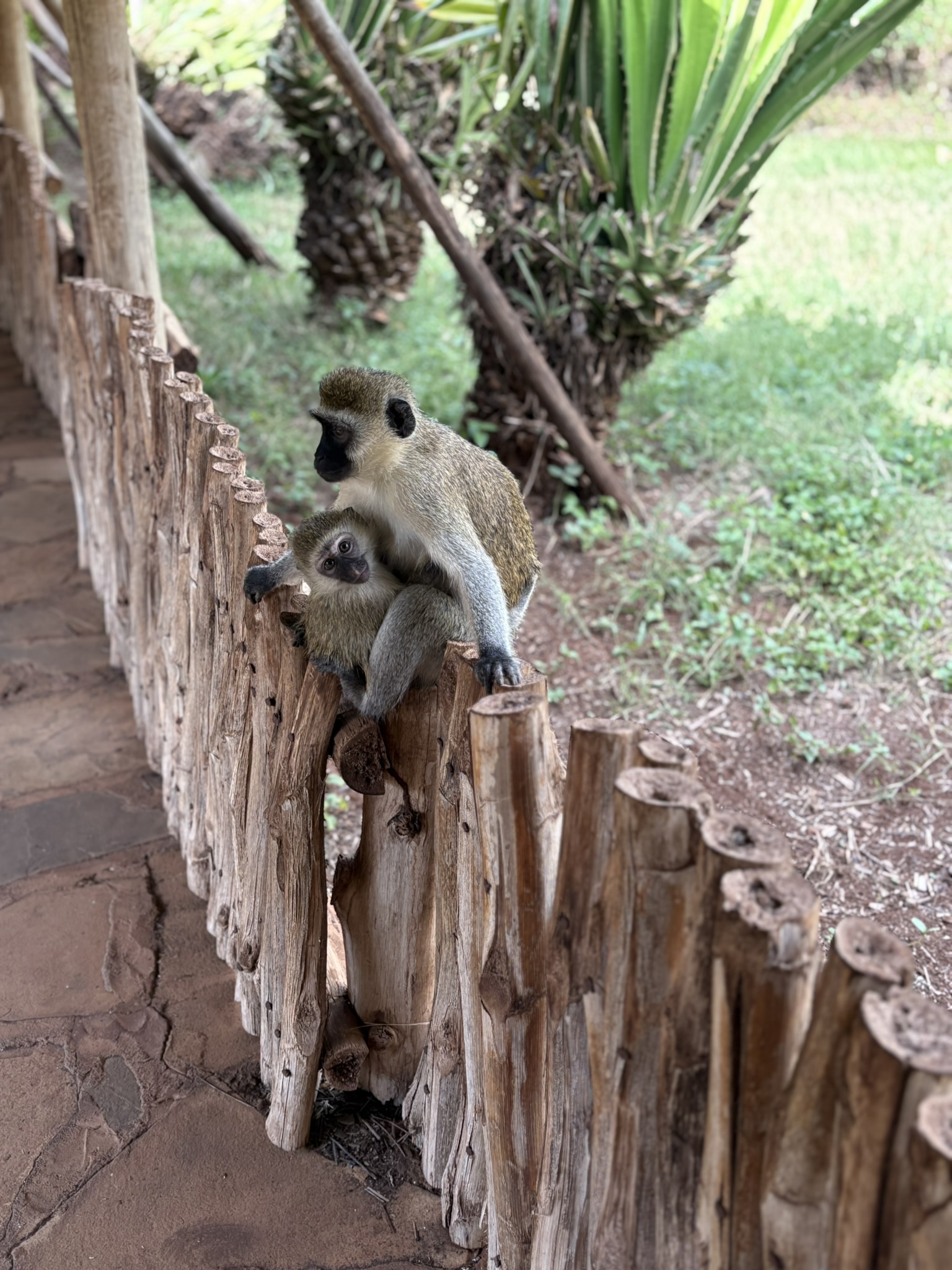 safari3