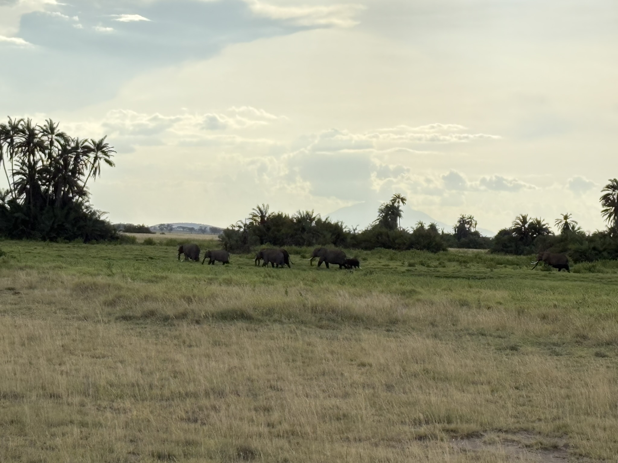 Des éléphants se promènent calmement