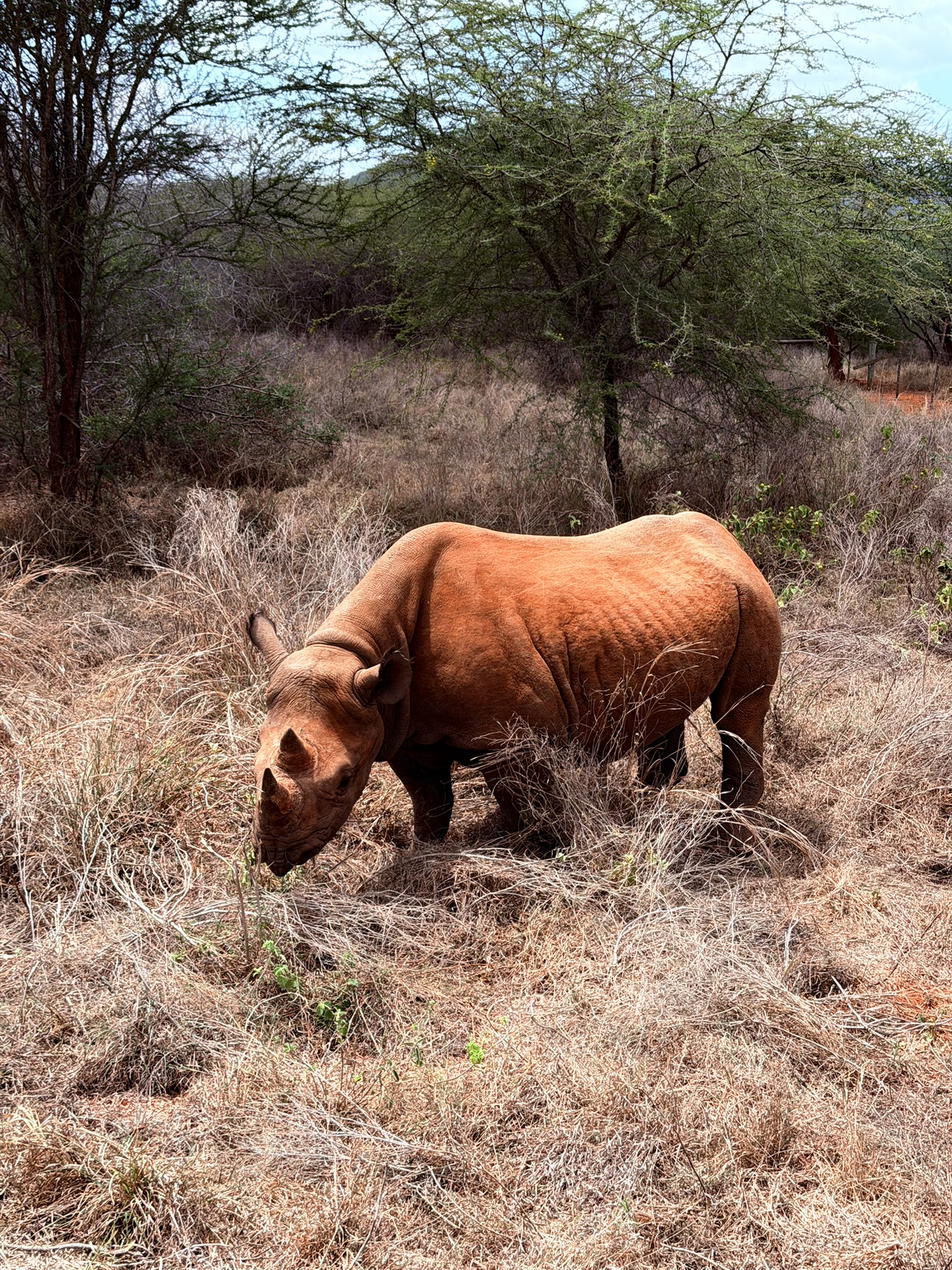 Mkomazi National Park Safari.