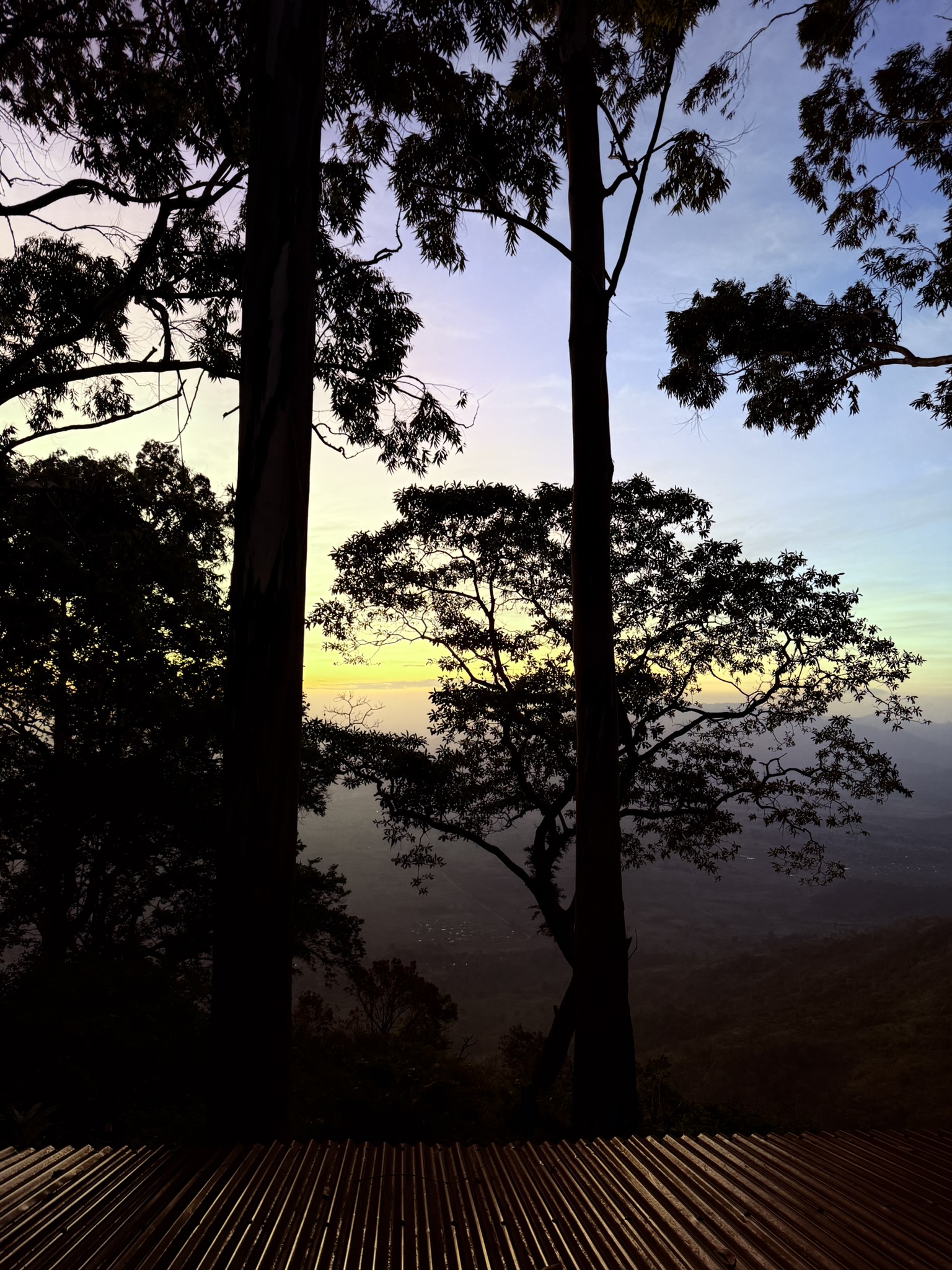 Tea plantation