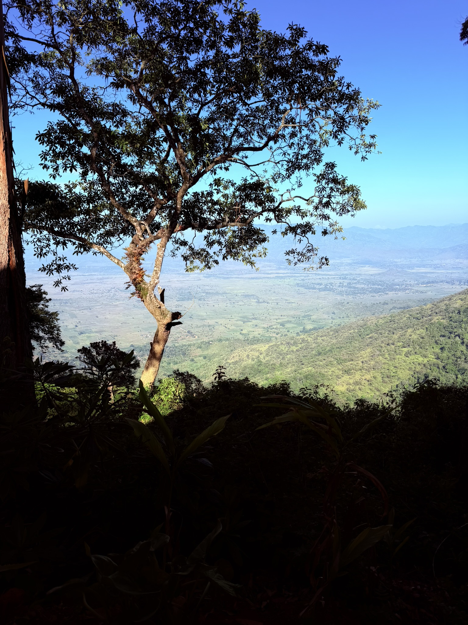 Plantation de thé Plantation de thé